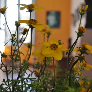 LES COURS À L’ATELIER